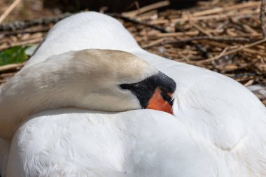 Head shot of a mute swan (cygnus olor) sleeping on the nest clipart