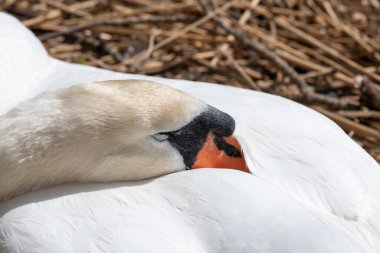 Bir dilsiz kuğunun kafasından vuruşu (cygnus olor) yuvada uyuyor