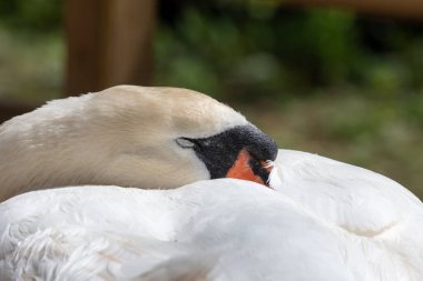 Bir dilsiz kuğunun kafasından vuruşu (cygnus olor) yuvada uyuyor