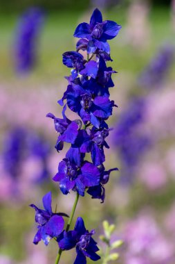 Close up of purple doubtful kinghts spur (consolida ajacis) flowers in bloom clipart