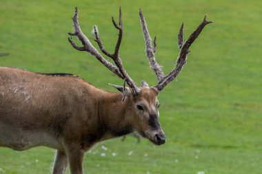 Kadife boynuzlu bir Pere Davids geyiği portresi (elaphurus davidianus)