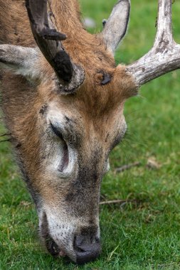 Portrait of a Pere Davids deer (elaphurus davidianus) in captivity clipart