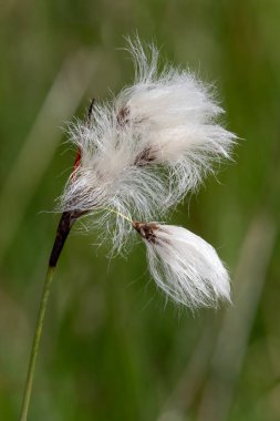 Yaban tavşanlarının kuyruk pamuk otlarını (eriophorum vajinatum) çiçek açarak kapatın