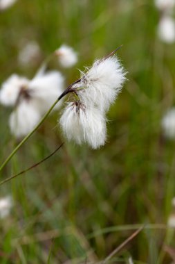 Yaban tavşanlarının kuyruk pamuk otlarını (eriophorum vajinatum) çiçek açarak kapatın