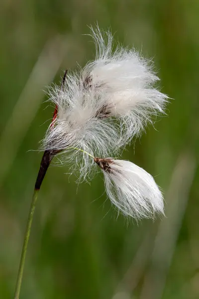 stock image Close up of hares tail cottongrass (eriophorum vaginatum) in bloom