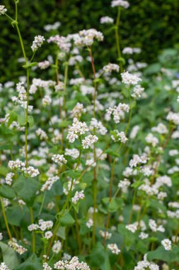 Karabuğday (fagopyrum esculentum) çiçeklerinin açılışını kapat