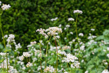 Karabuğday (fagopyrum esculentum) çiçeklerinin açılışını kapat