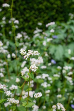 Karabuğday (fagopyrum esculentum) çiçeklerinin açılışını kapat