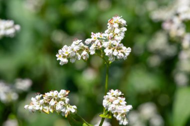 Karabuğday (fagopyrum esculentum) çiçeklerinin açılışını kapat