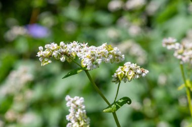 Karabuğday (fagopyrum esculentum) çiçeklerinin açılışını kapat