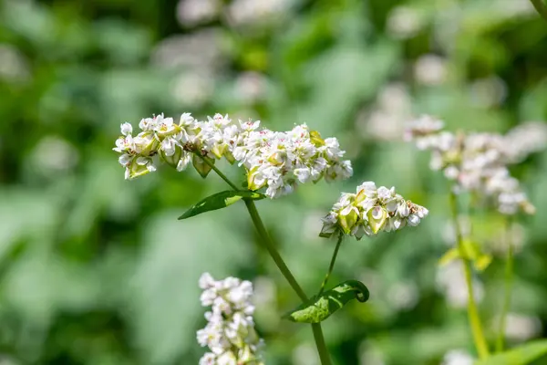 stock image Close up of buckwheat (fagopyrum esculentum) flowers in bloom