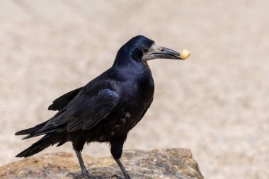 Kıtır kıtır yiyen bir kalenin portresi (corvus frugilegus)