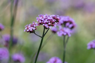 Close up of purpletop vervain (verbena bonariensis) in bloom. clipart