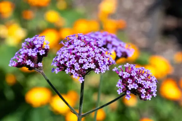 stock image Close up of purpletop vervain (verbena bonariensis) in bloom.