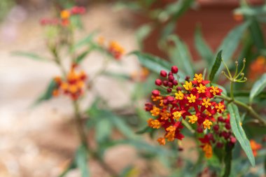 Çiçekler açan tropikal yosun (asclepias curassavica) çiçeklerini kapat