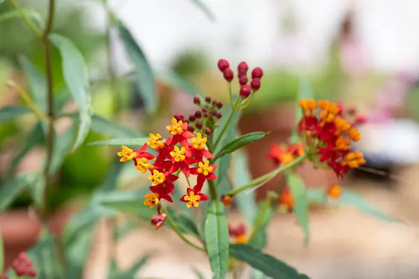 Stock image Close up of tropical milkweed (asclepias curassavica) flowers in bloom