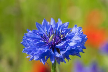 Close up of a cornflower (centaurea cyanus) in bloom