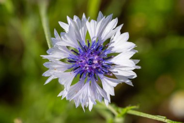 Close up of a white cornflower (centaurea cyanus) in bloom