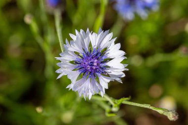 Close up of a white cornflower (centaurea cyanus) in bloom