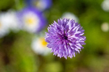 Çiçek açmış mor bir çiçek (centaurea siyanus) yakın çekim