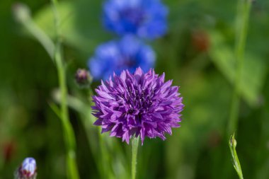 Çiçek açmış mor bir çiçek (centaurea siyanus) yakın çekim