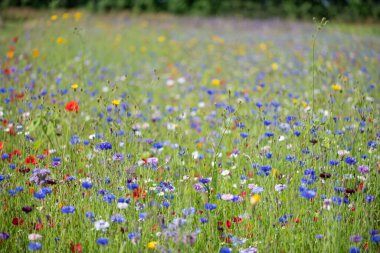 Çiçek çiçeği (centaurea siyanus) içeren geniş bir çayırın fotoğrafı