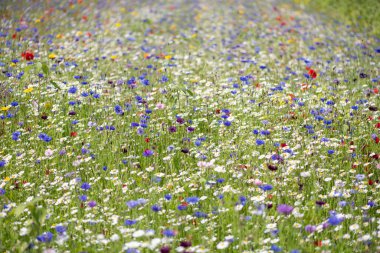 Çiçek çiçeği (centaurea siyanus) içeren geniş bir çayırın fotoğrafı