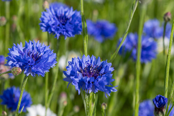 Крупный план голубых васильковых цветов (Centaurea cyanus) в цвету