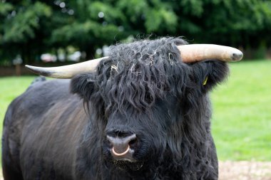 Siyah bir dağ boğasının portresi.