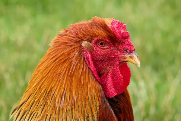 stock image Head shot of a Welsummer cockerel