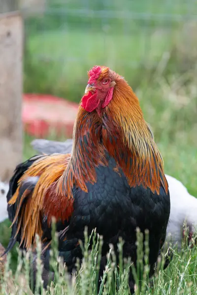 stock image Portrait of a Welsummer cockerel