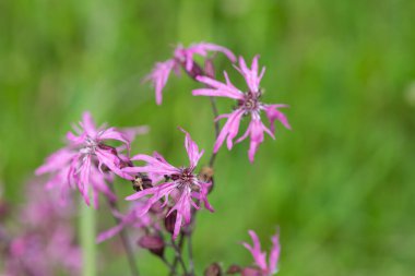 Çiçekler açan yırtık pırtık bülbül (Silene flos cuculi) çiçeklerini kapat
