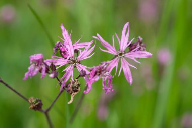 Çiçekler açan yırtık pırtık bülbül (Silene flos cuculi) çiçeklerini kapat