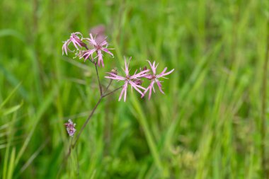 Çiçekler açan yırtık pırtık bülbül (Silene flos cuculi) çiçeklerini kapat