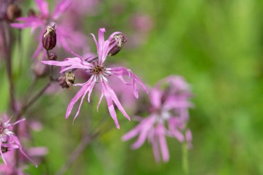 Çiçekler açan yırtık pırtık bülbül (Silene flos cuculi) çiçeklerini kapat