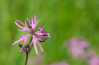 Çürümüş bir nar bülbülü (Silene flos cuculi) çiçeğinin makro çekimi