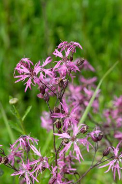 Çiçekler açan yırtık pırtık bülbül (Silene flos cuculi) çiçeklerini kapat