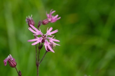 Çürümüş bir nar bülbülü (Silene flos cuculi) çiçeğinin makro çekimi