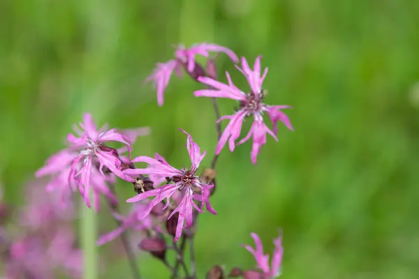 stock image Close up of ragged robin (silene flos cuculi) flowers in bloom