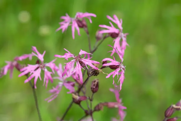 stock image Close up of ragged robin (silene flos cuculi) flowers in bloom