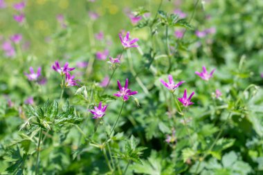 Çiçekler açan Thurstonianum turna gagasının (sardunya okyonyum) kapağını kapat