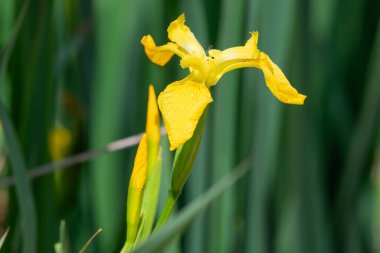 Çiçek açan sarı bir bayrağın (iris pseudacorus) kapanışı