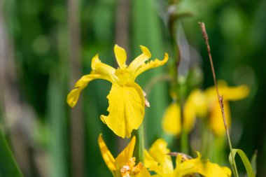 Çiçek açan sarı bir bayrağın (iris pseudacorus) kapanışı