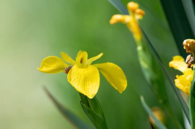 Çiçek açan sarı bir bayrağın (iris pseudacorus) kapanışı