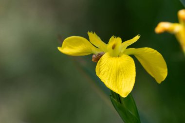 Çiçek açan sarı bir bayrağın (iris pseudacorus) kapanışı