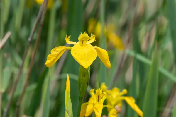 stock image Close up of a yellow flag iris (iris pseudacorus) in bloom