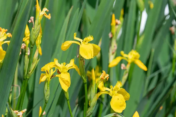 stock image Yellow flag irises (iris pseudacorus) in bloom