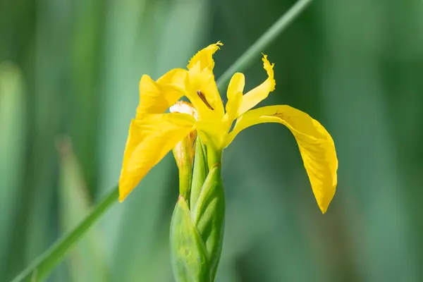 stock image Close up of a yellow flag iris (iris pseudacorus) in bloom