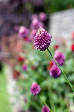 Yuvarlak başlı bir sarımsağın (allium sphaerocephalon) çiçeğinin açılışını kapat