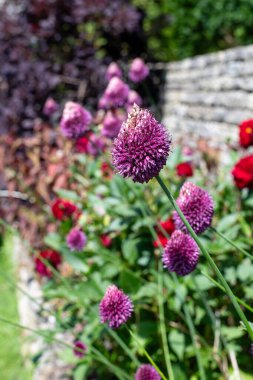 Yuvarlak başlı bir sarımsağın (allium sphaerocephalon) çiçeğinin açılışını kapat